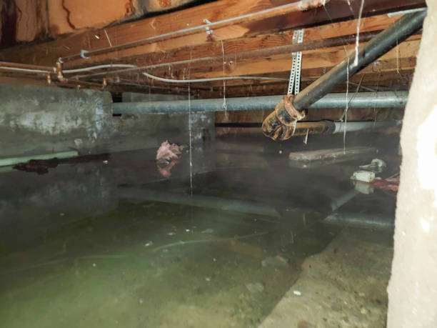Best Water damage restoration near me  in Gowanda, NY